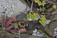 Pimelea prostrata seismica