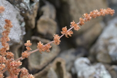 Crassula colligata