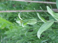 Turritis glabra