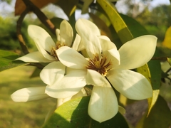 Magnolia macclurei