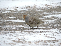 Perdix dauurica