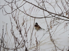 Emberiza cioides