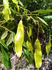 Dalbergia bemarivensis