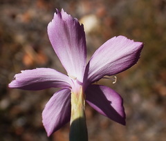 Dianthus thunbergii