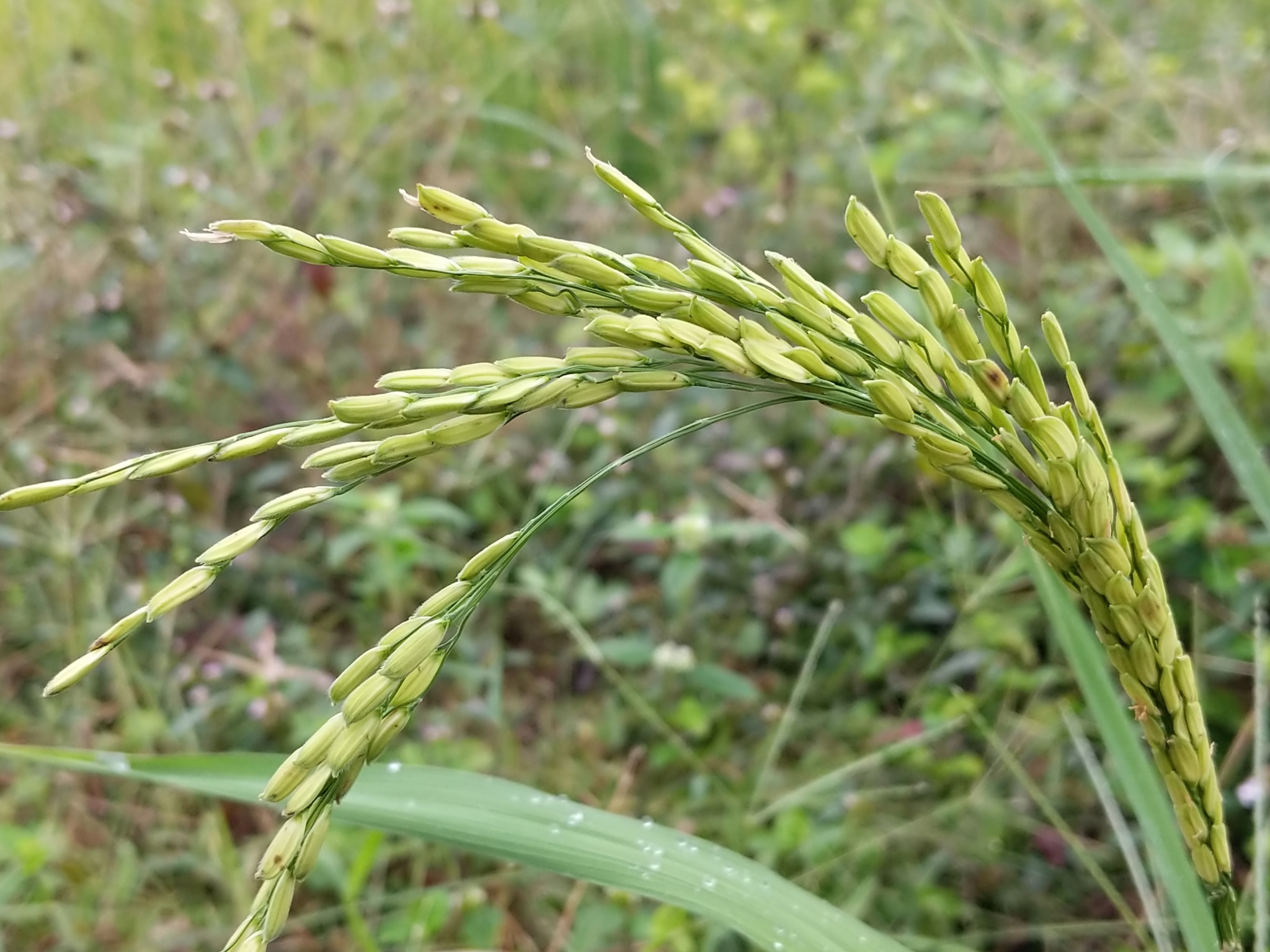 (c) Elavarasan M, certains droits réservés (CC BY-NC) https://www.inaturalist.org/observations/68264050