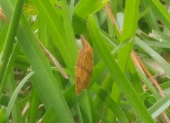 Cenopis reticulatana