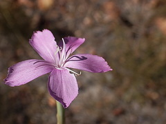 Dianthus thunbergii