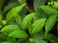 Choreutis xanthogramma