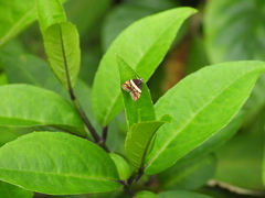 Choreutis xanthogramma