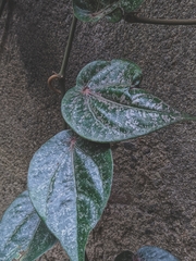 Piper crocatum