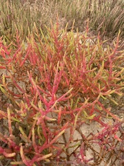 Salicornia meyeriana