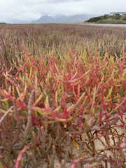 Salicornia meyeriana