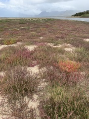 Salicornia meyeriana