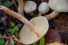Hygrophorus hedrychii