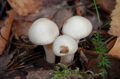 Hygrophorus hedrychii