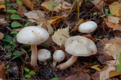 Hygrophorus hedrychii