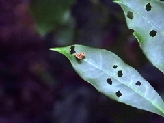 Choreutis amethystodes