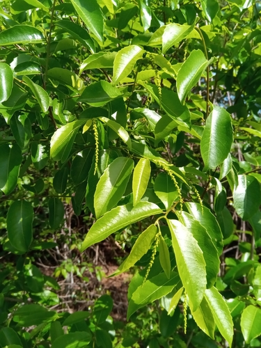 Sclerocroton melanostictus image