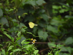 Eurema andersoni