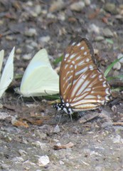 Graphium ramaceus