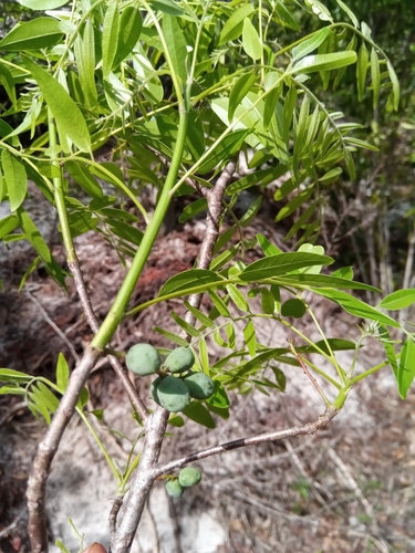 Operculicarya gummifera