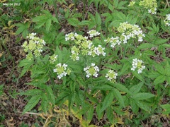 Cardamine leucantha