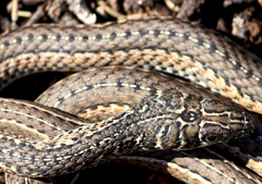 Psammophis leightoni