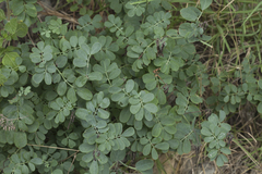 Coronilla coronata