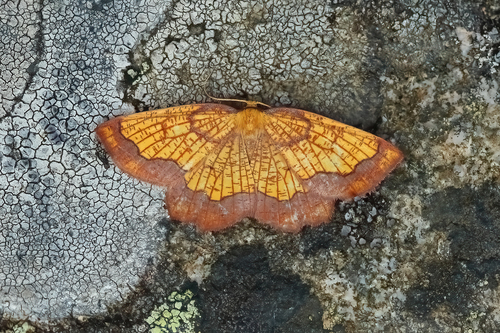 Dark Bordered Beauty