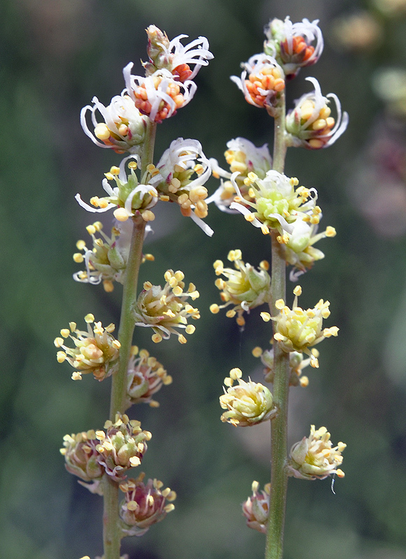 Reseda complicata
