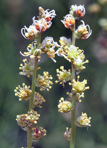 Reseda complicata
