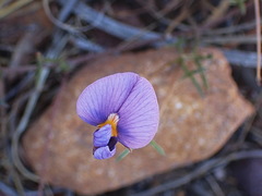 Lotononis filiformis