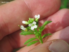 Cardamine scutata