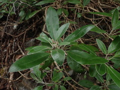Brachyglottis laxifolia