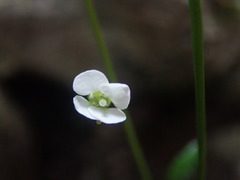 Cardamine basicola