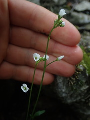 Cardamine basicola