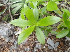 Traversia baccharoides
