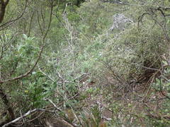 Brachyglottis laxifolia