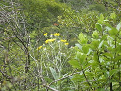 Brachyglottis laxifolia
