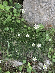 Cherleria circassica