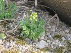 Draba nemorosa