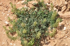 Reseda phyteuma