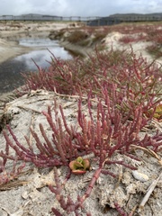 Salicornia meyeriana