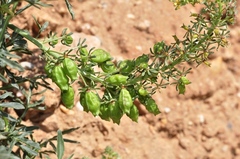 Reseda phyteuma