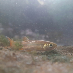 Rasbora microcephalus