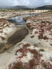 Salicornia meyeriana