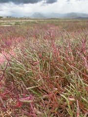 Salicornia meyeriana