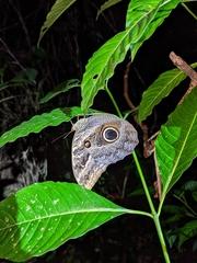 Caligo teucer insulanus