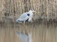 Ardea cinerea
