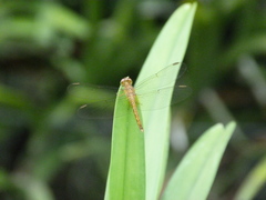 Neurothemis fluctuans